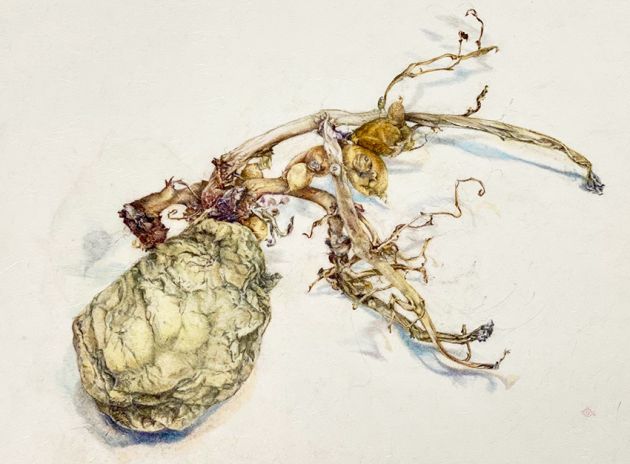 Holle Vollbrecht | Kartoffel | 2016 | Buntstiftzeichnung | 46 x 61 cm